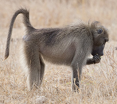 Chacma baboon Kruger Park